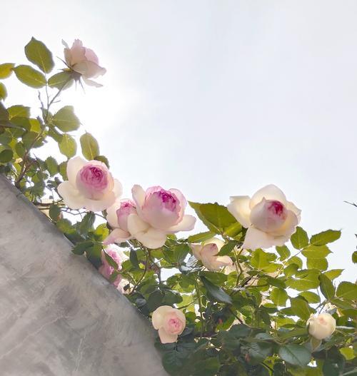 蔷薇花代表了哪些情感？