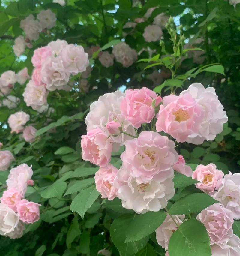 蔷薇花代表了哪些情感？