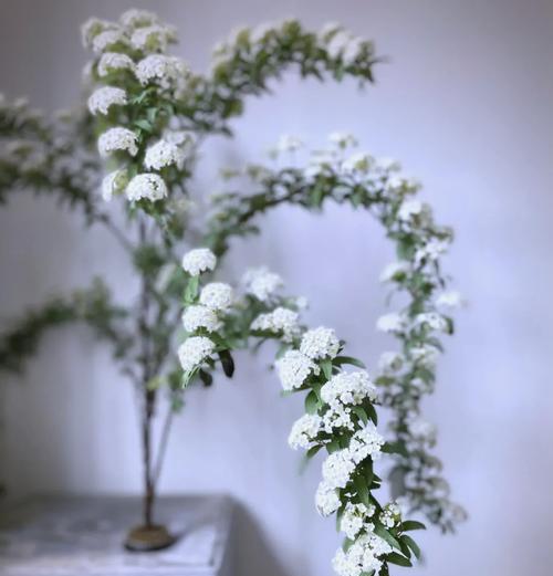 草莓熊菊的花语含义是什么？
