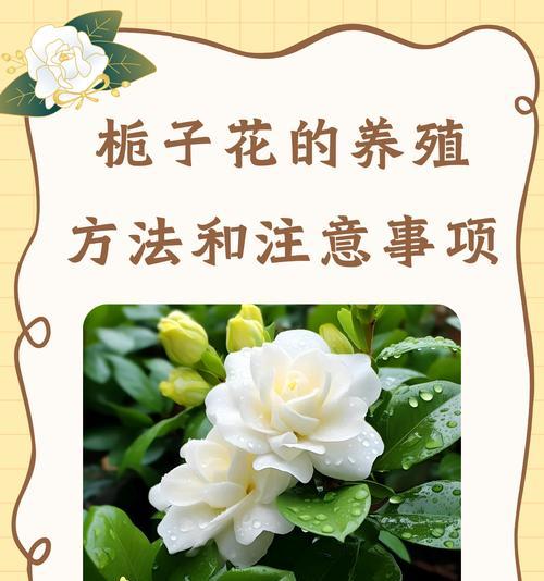 云之羽栀子花的花语有何含义？