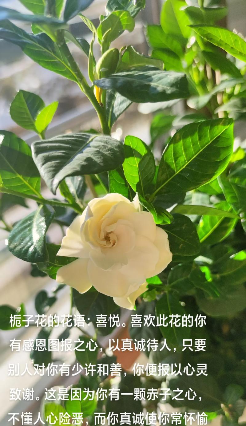 云之羽栀子花的花语有何含义？