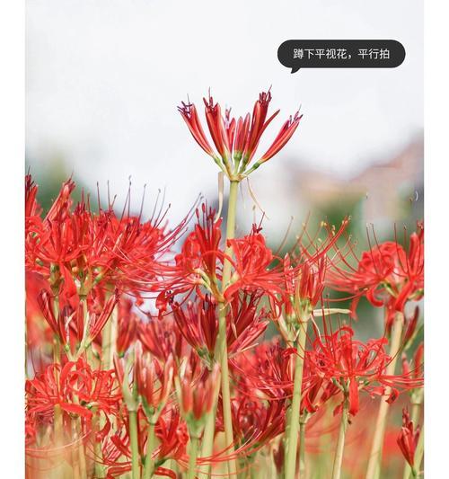 彼岸花的惊艳花语是什么？它在文化中扮演什么角色？