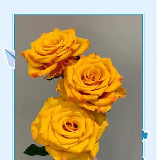 什么花语代表劳动意义和价值？哪种花代表了劳动者的荣耀？