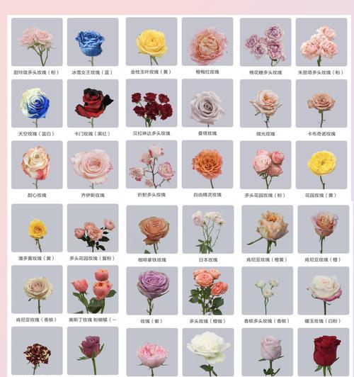 玫瑰手捧花的花语有何不同？替代品有哪些选择？