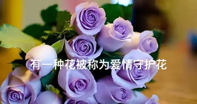 31朵玫瑰花的意义是什么？它象征着怎样的爱情？