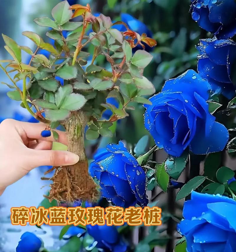 蓝玫瑰的花语代表什么？如何选择和使用？