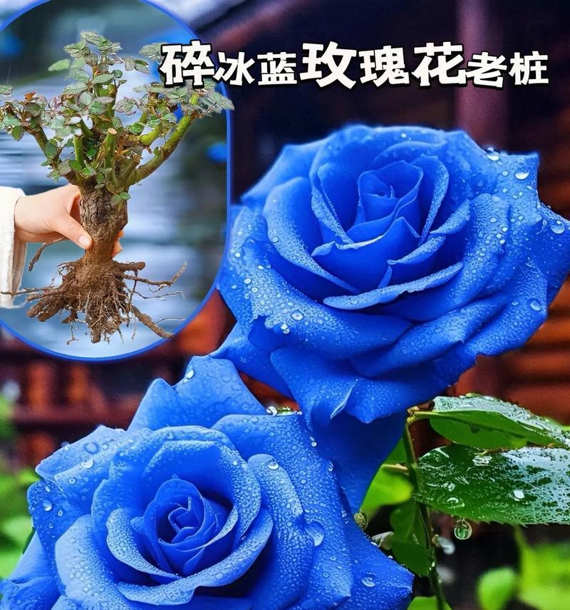 蓝玫瑰的花语代表什么？如何选择和使用？
