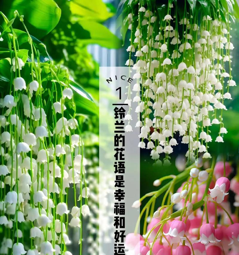 幸福的花语代表什么？