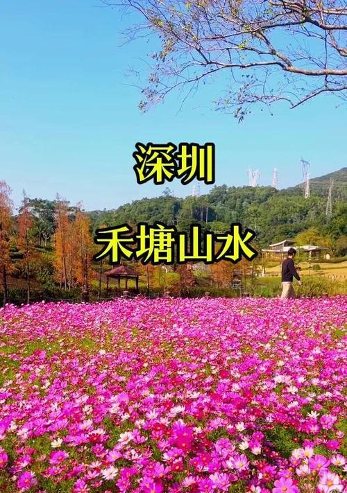 幸福的花语代表什么？