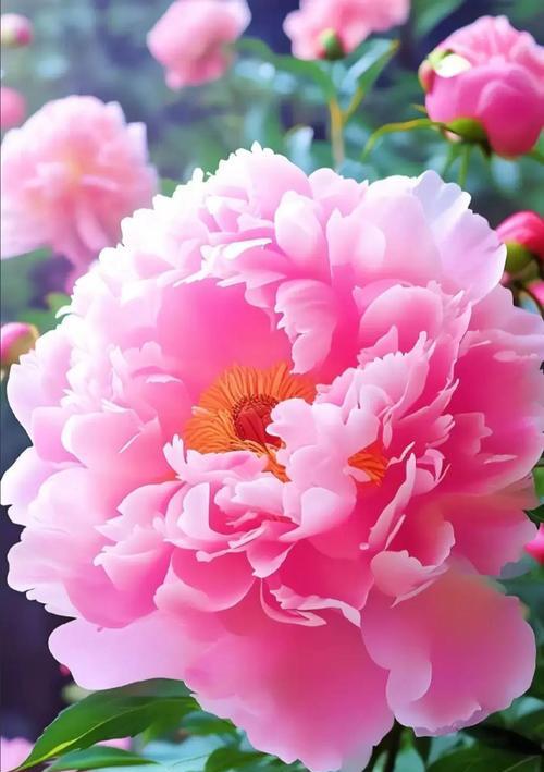 三朵牡丹花好漂亮啊什么意思？牡丹花的花语有哪些？