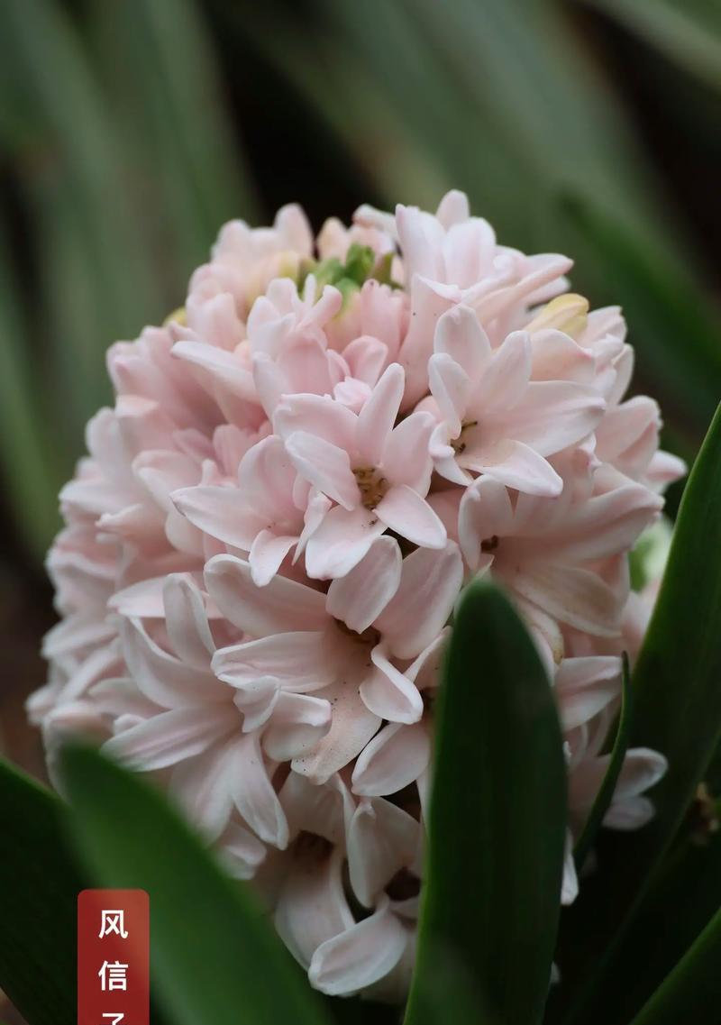 藏于心底的爱意古代花语是什么？如何用古风花语表达？