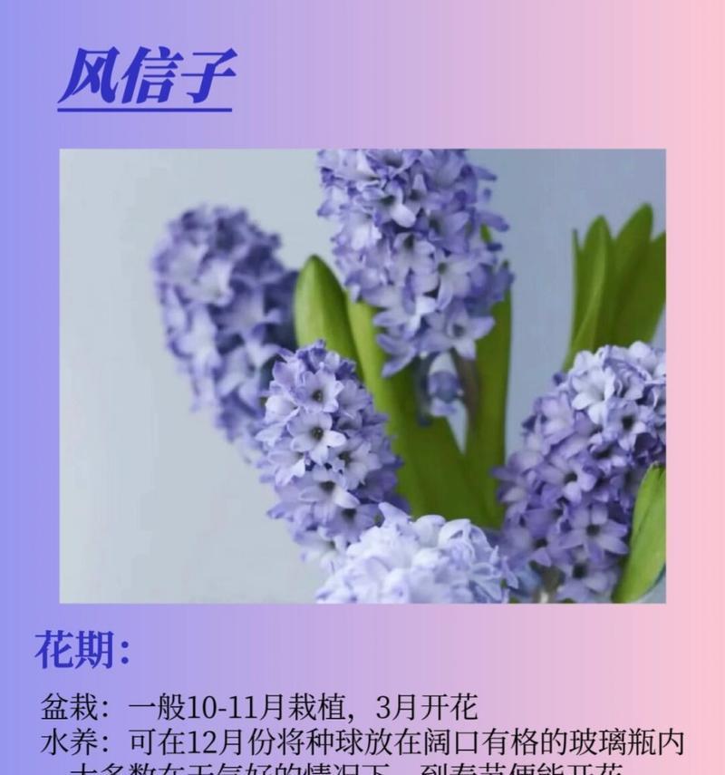 藏于心底的爱意古代花语是什么？如何用古风花语表达？