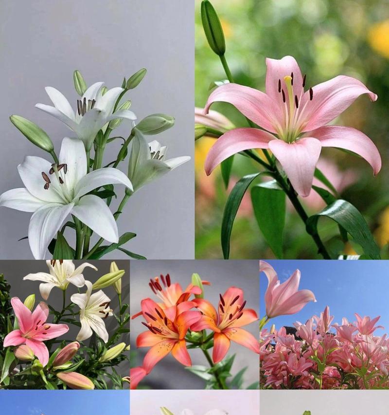 哪种花的花语最为复杂难解？