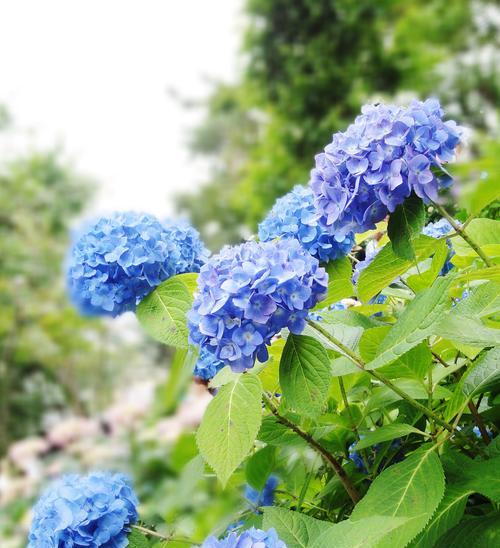 哪种花的花语最为复杂难解？