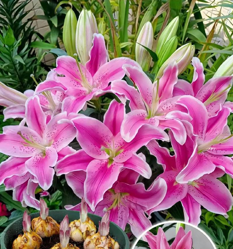 哪种花的花语最为复杂难解？