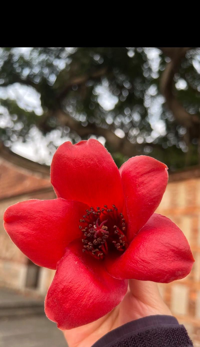 520送棉花有何深意？棉花的花语是什么？