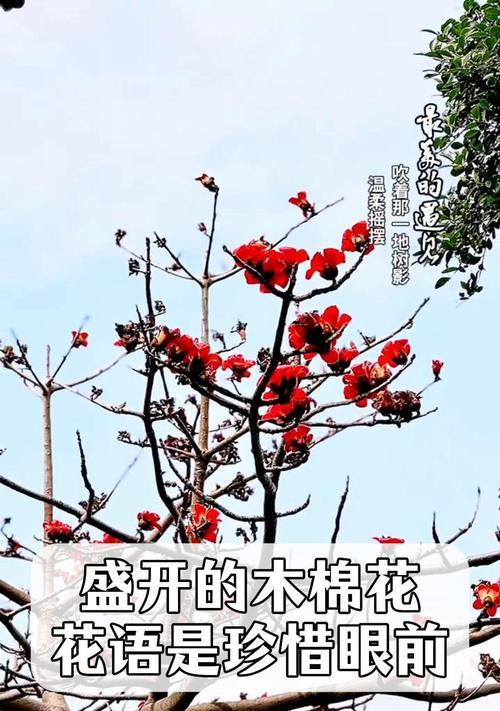 520送棉花有何深意？棉花的花语是什么？