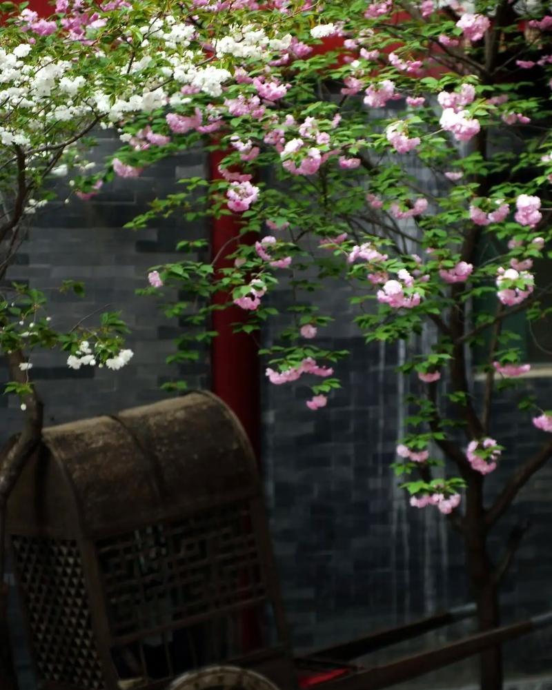 荼蘼花的花语含义是什么？如何用作爱情的象征？