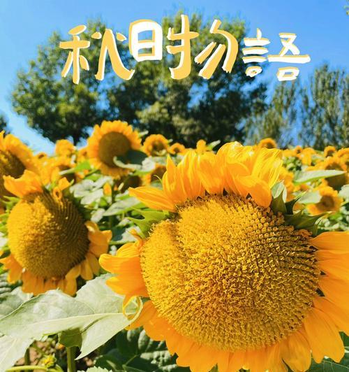 钻石烟花什么花语好看又好抽？烟花与花语的美丽结合是什么？