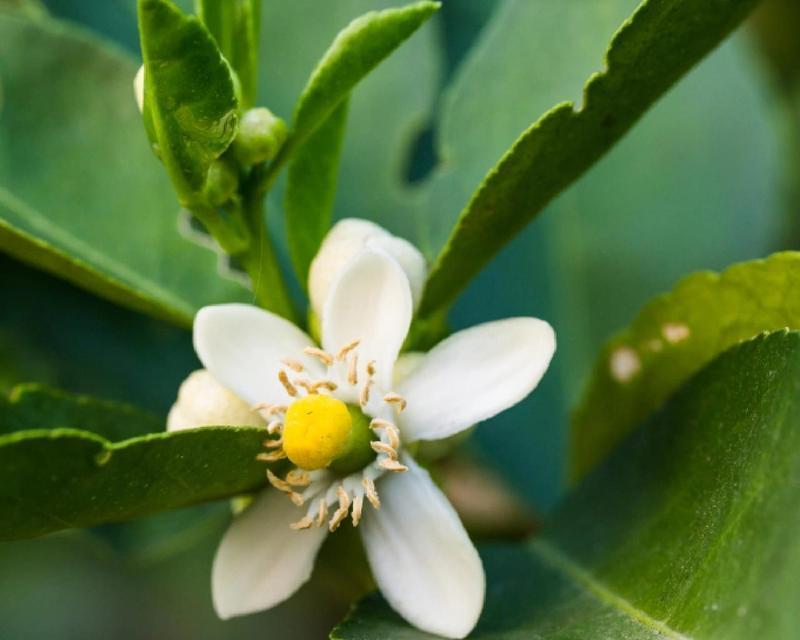 橘子花与栀子花的花语有何不同？