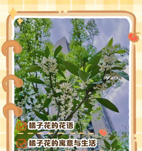 橘子花与栀子花的花语有何不同？
