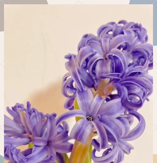 风信子的花语含义是什么？如何用风信子表达情感？