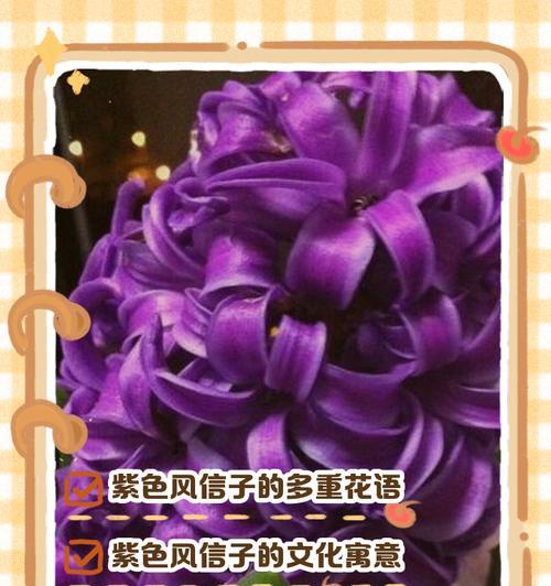 风信子的花语含义是什么？如何用风信子表达情感？