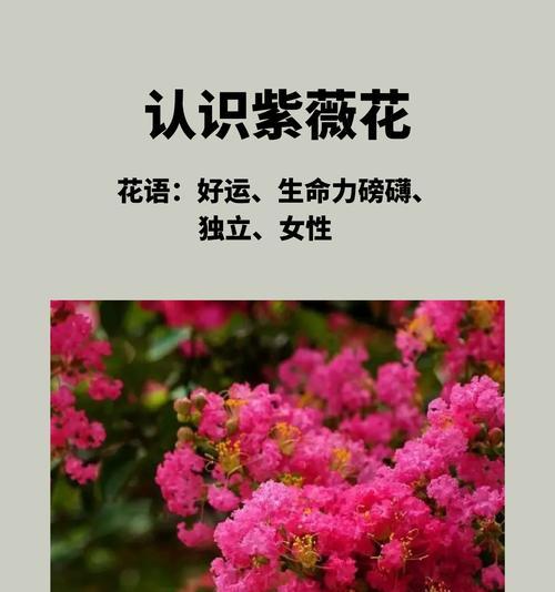 暗恋时应该送什么花？花语如何表达情感？