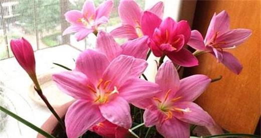暗恋时应该送什么花？花语如何表达情感？