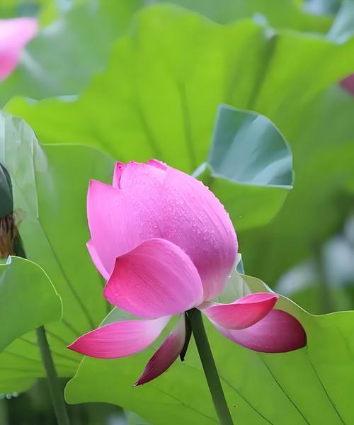 荷花太阳的花语是什么？表达什么情感？