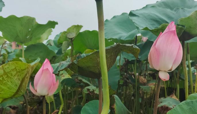 荷花太阳的花语是什么？表达什么情感？