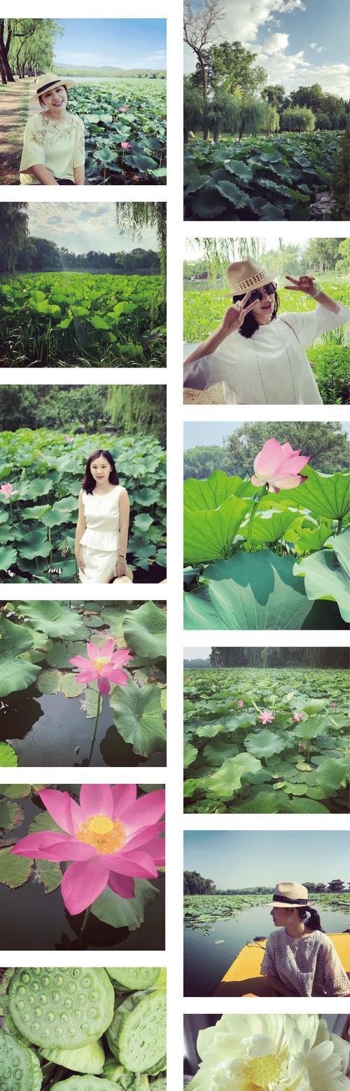 荷花太阳的花语是什么？表达什么情感？