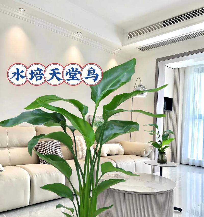 天堂鸟的花语代表了什么？