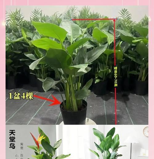 天堂鸟的花语代表了什么？