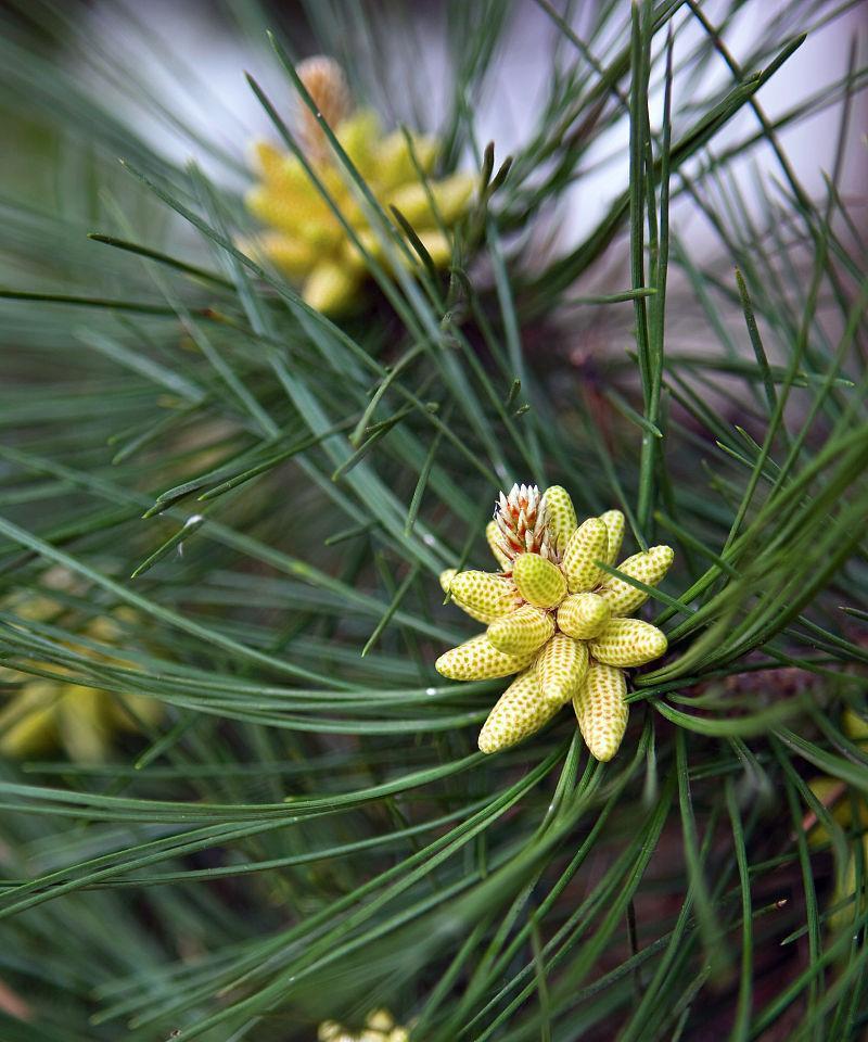 松树的花语象征着什么？