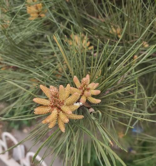 松树的花语象征着什么？