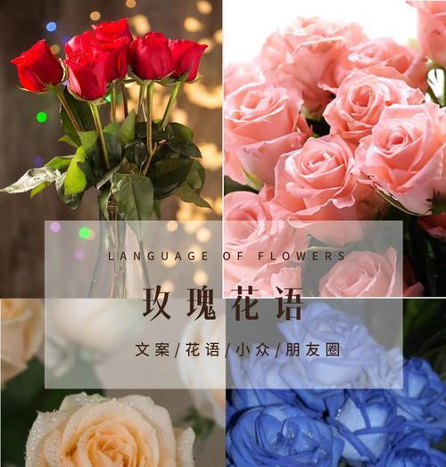 玫瑰的刺和毒性在花语中象征着什么？