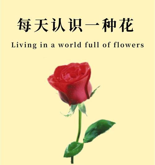 玫瑰的刺和毒性在花语中象征着什么？