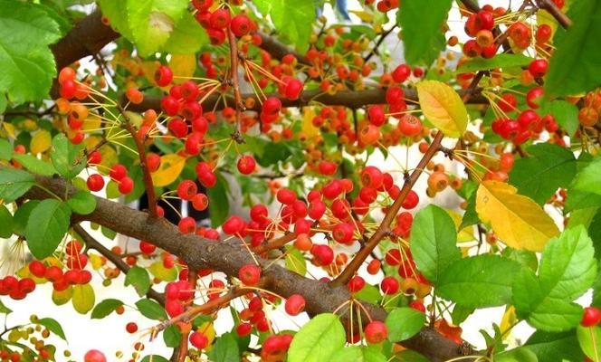 野心大的植物花语是什么？哪种植物象征野心？