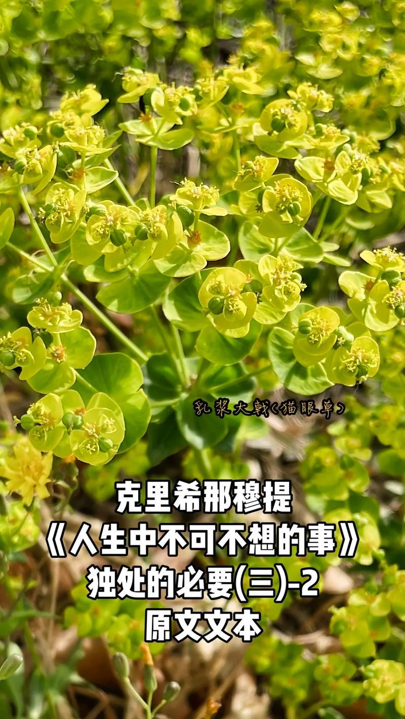 野心大的植物花语是什么？哪种植物象征野心？