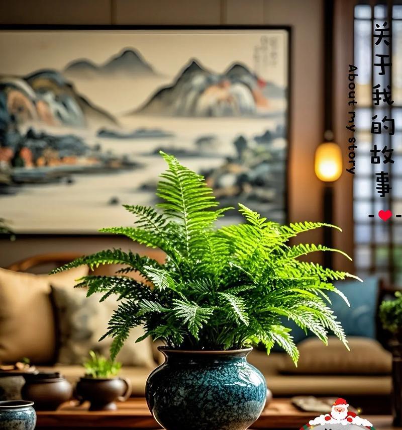 吉姆蕨的花语寓意有何深意？