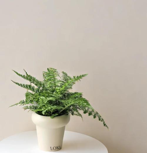 吉姆蕨的花语寓意有何深意？