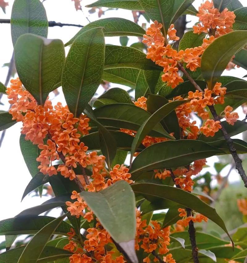 桂花味韭菜的花语有何特别之处？