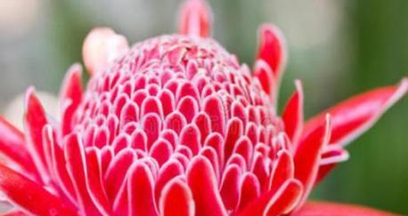 芭蕉芋花的花语是什么？它在花语中代表了什么？