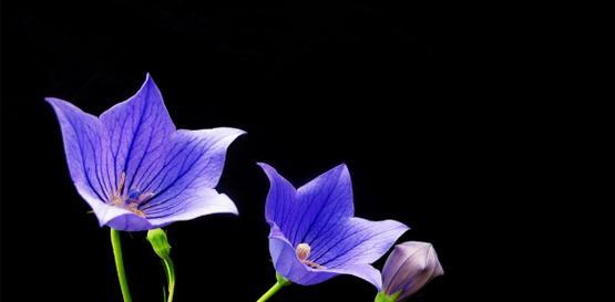 芭蕉芋花的花语是什么？它在花语中代表了什么？
