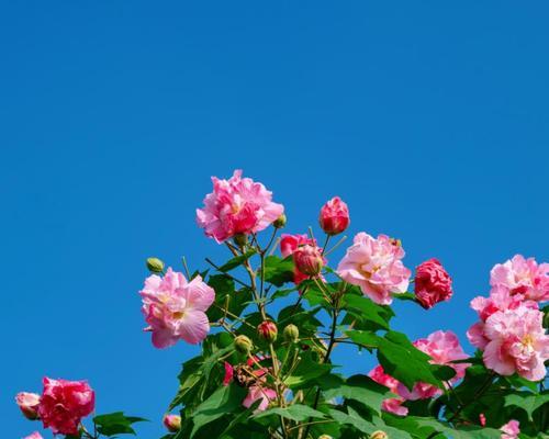 棋盘花的花语代表什么？