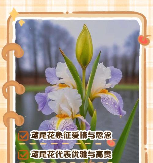 招手花传递了怎样的花语？