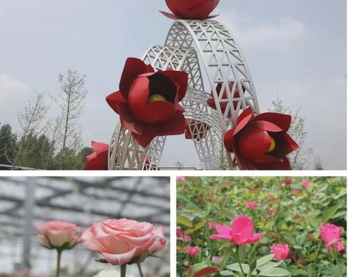 在以色列人眼中玫瑰花代表什么？它有何特别含义？
