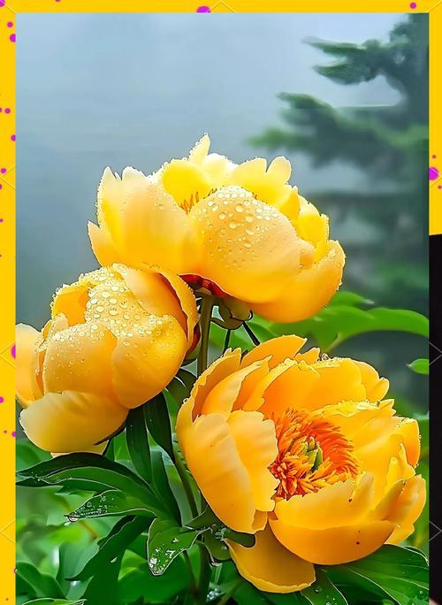 牡丹花的花语是什么？牡丹花代表了哪些美好寓意？