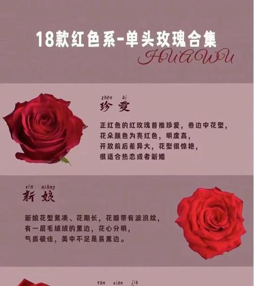 男生送一只玫瑰花有何含义？花语是什么？